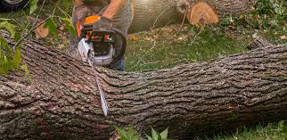 How Our Tree Care Process Works  in  Albany, IN